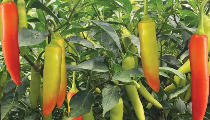 Kỹ thuật trồng ớt sừng