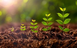 lợi ích của phân bón vô cơ