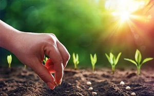 ánh sáng khi ươm hạt