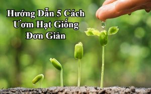 cách ươm hạt giống