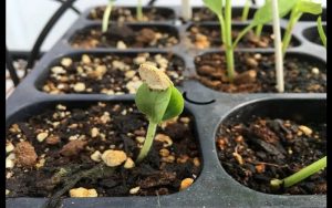 Cách ươm hạt giống bằng giá thể