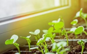 hạt giống nảy mầm