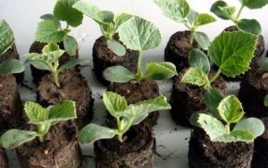 ươm hạt giống bằng viên nén xơ dừa