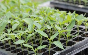 ươm hạt giống bằng vỉ ươm hạt